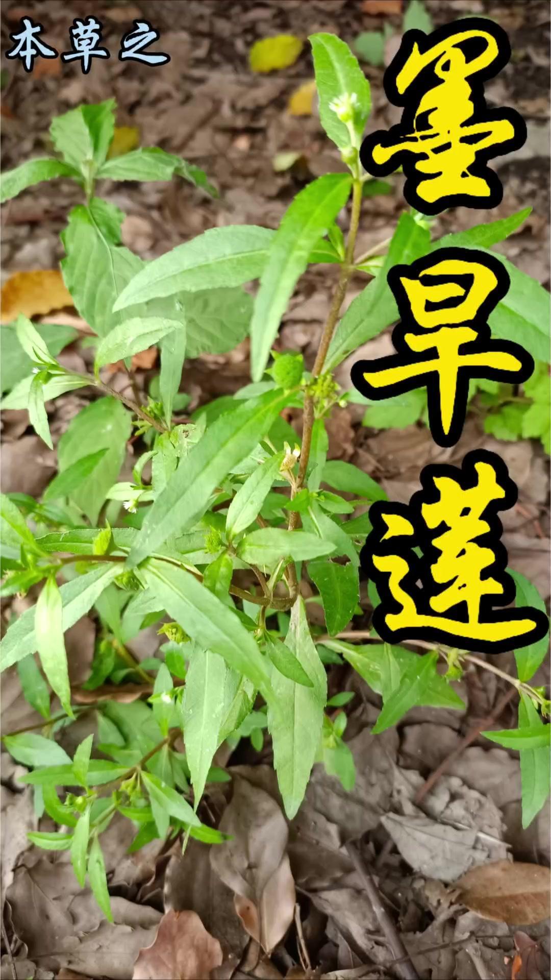 🌿这株不起眼的植物叫鳢肠，古人因它茎秆折断流黑汁似乌鱼肠得名，也叫墨旱莲。它是