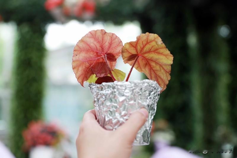 晒图笔记大赛 秋海棠真是秋天里的一抹亮色！我家院子里就种了几株秋海棠，每到秋天，