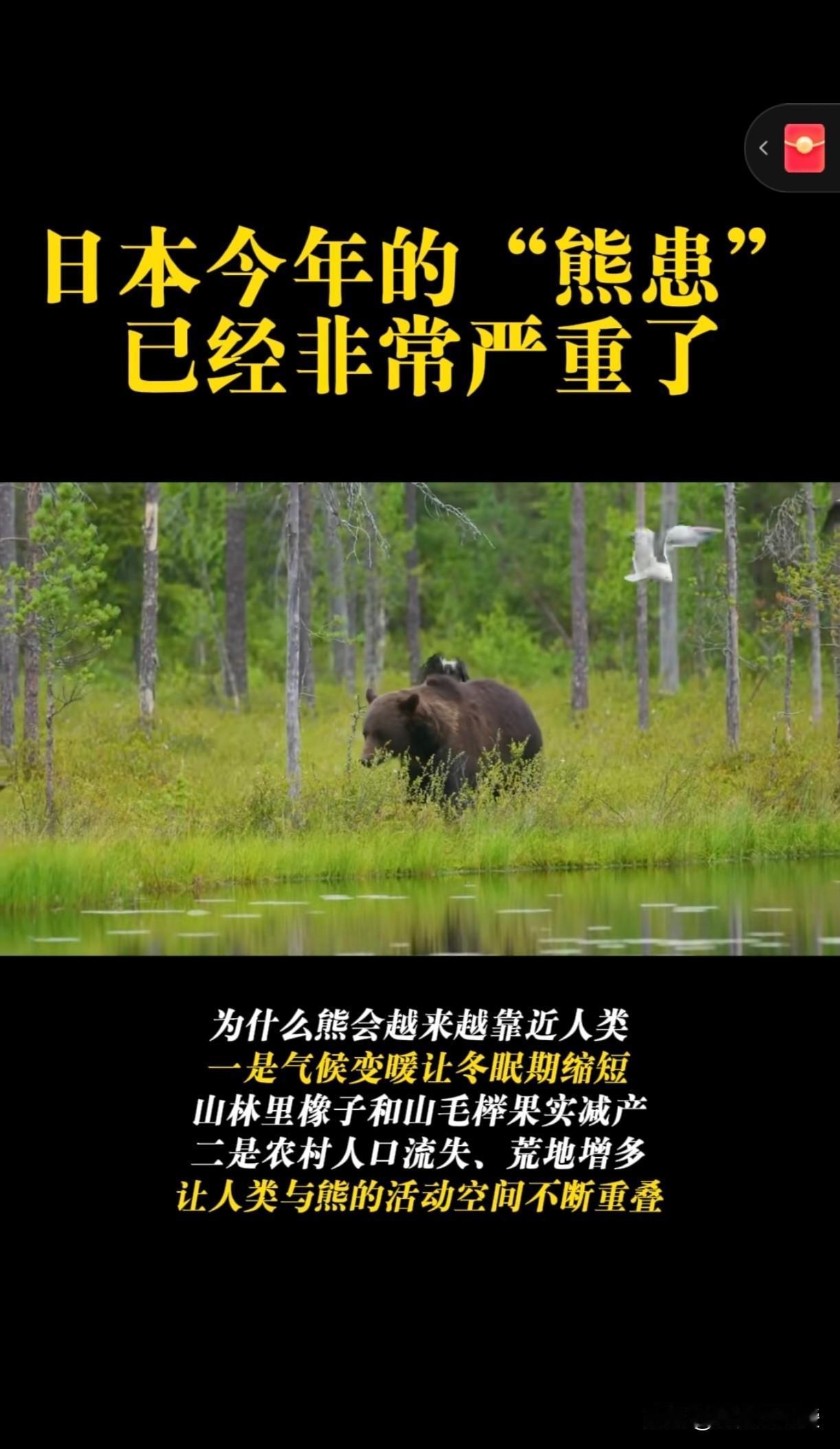 日本被野棕熊攻占！
居民区车辆的引擎盖被撞的变形，便利店被熊破门而入，工作人员吓