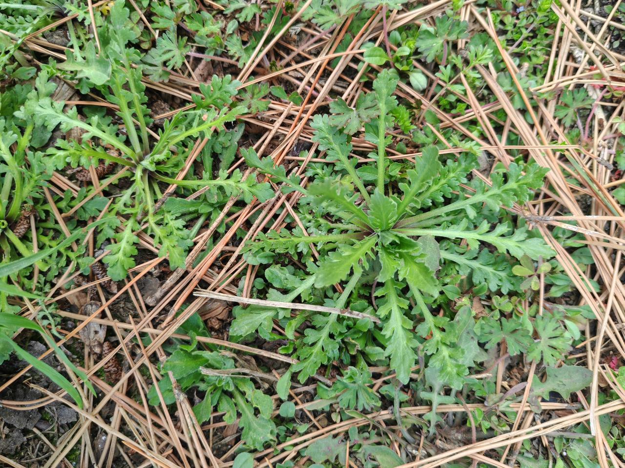 小时候最讨厌的一种草，因为老是和荠菜分不清，挖荠菜的时候经常把这种草当做荠菜挖回