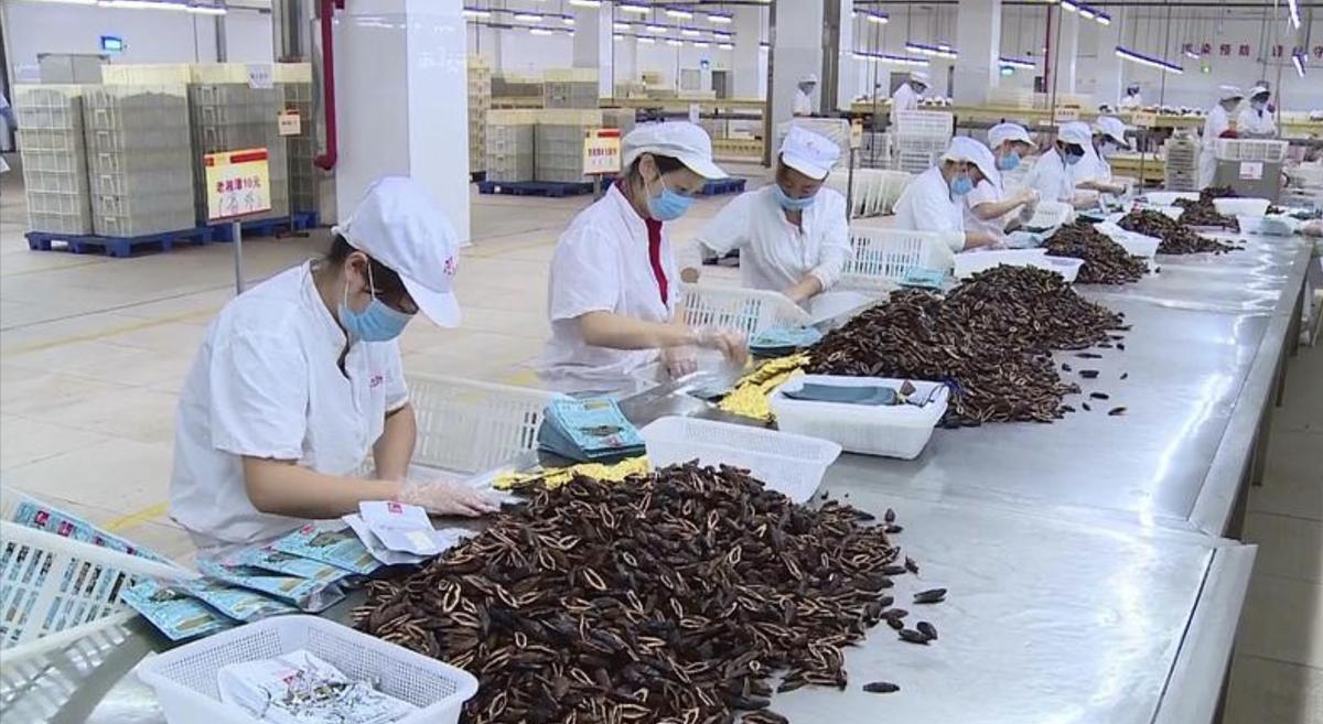 全球40多个国家封杀的槟榔，在我国有1亿人上瘾！为何不直接禁卖？

不同于烟酒管