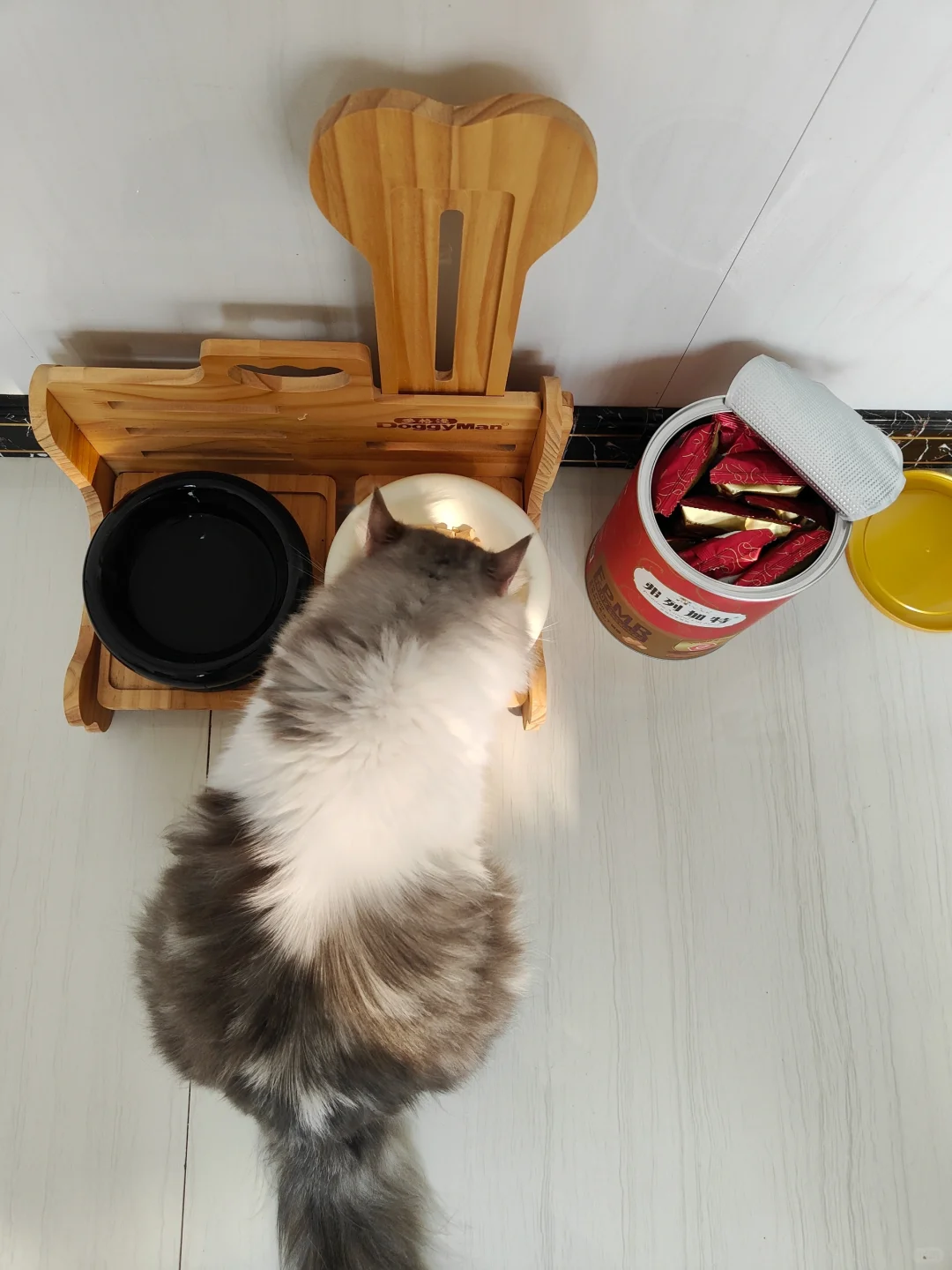 你家地砖上长猫了吗?