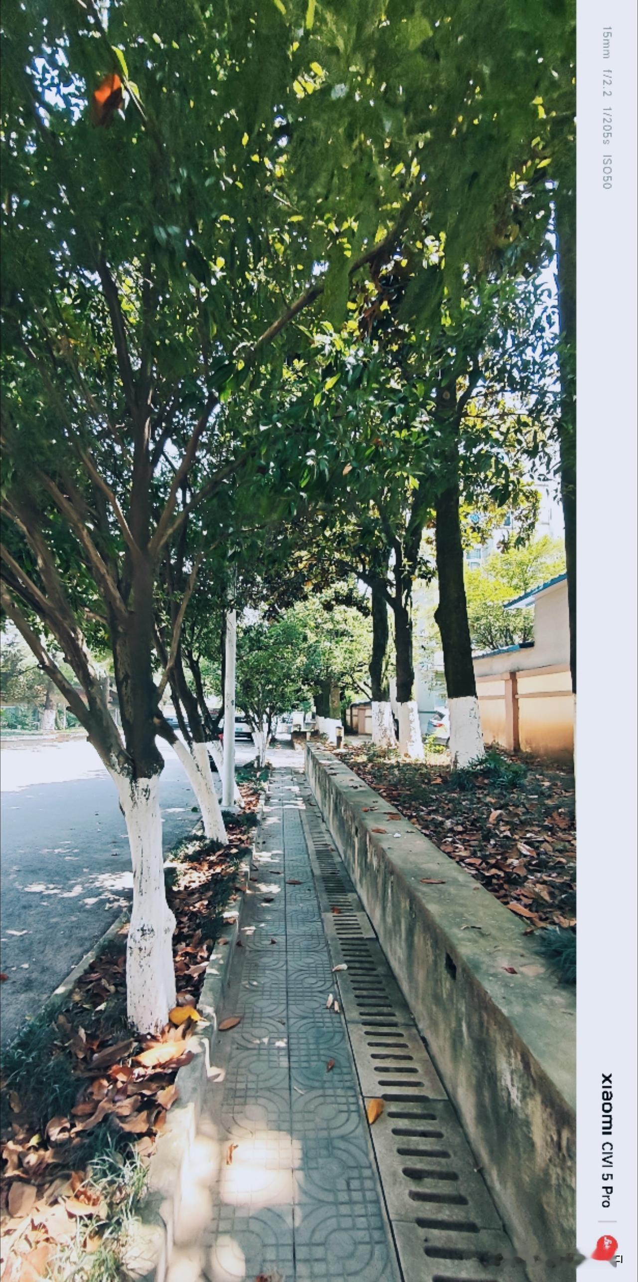 晴天骄阳，桂花树下的人行道是最惬意的。炎热的躁动是无法避免的，遇到这样斑驳的碎光