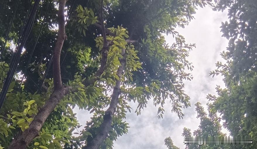 杀鸡用牛刀！
有顾客经常买片仔癀，安宫牛黄丸，大几百一个，问他们买来干嘛？

说