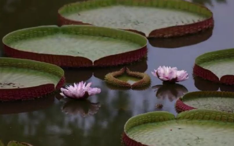 国家植物园王莲开出“双胞胎”花朵