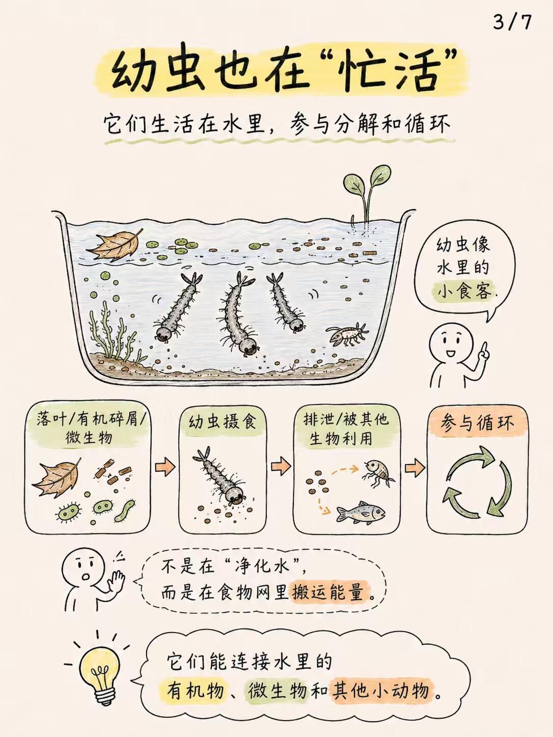 冷知识 🔍：蚊子存在的意义🤔一到夏天人人厌烦的蚊子，其实是生态链里重要一员。