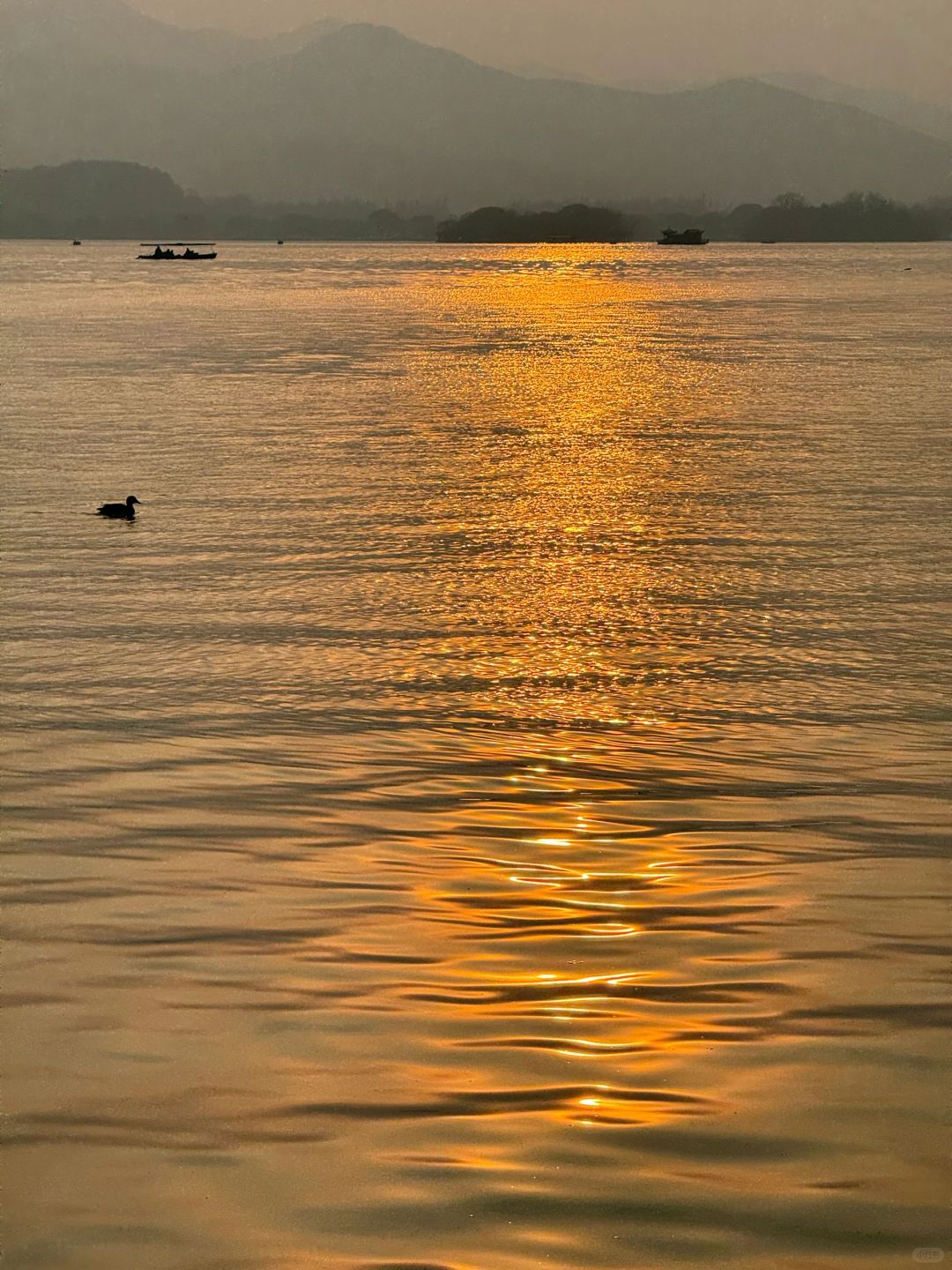 好运来了！拍到了金色西湖✨浮光跃金新年发财