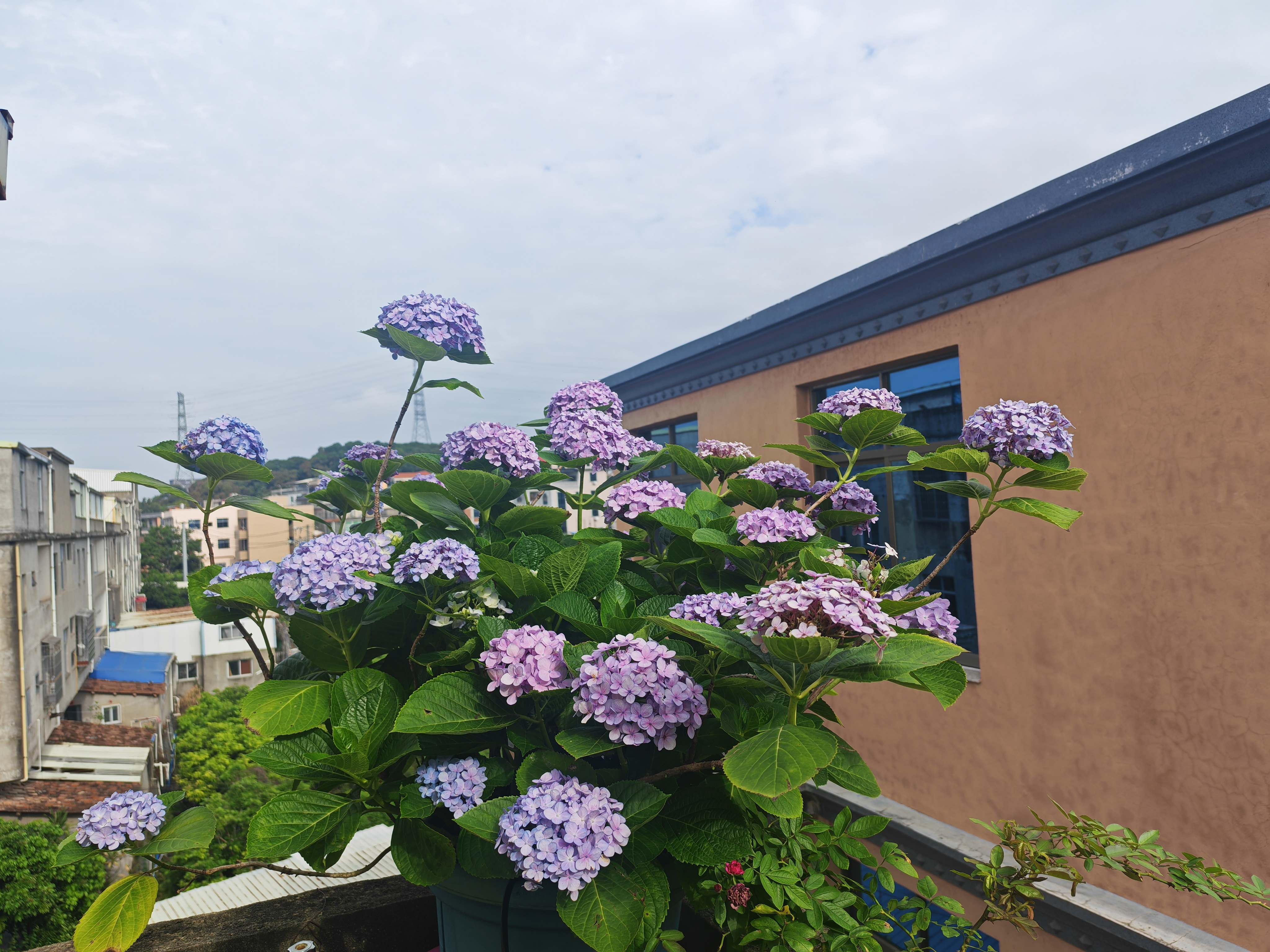 天气不好楠楠的种植日记