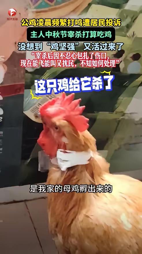 10月7日，贵州贵阳，一女子养的公鸡喜欢凌晨2点打鸣，邻居们苦不堪言，趁着过节，