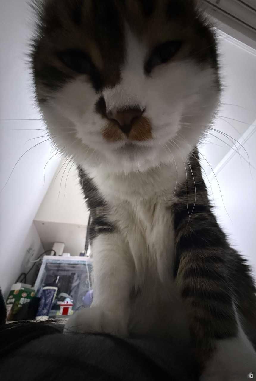 49478【丑猫】十一斤半就这样踩在我肋骨上。 