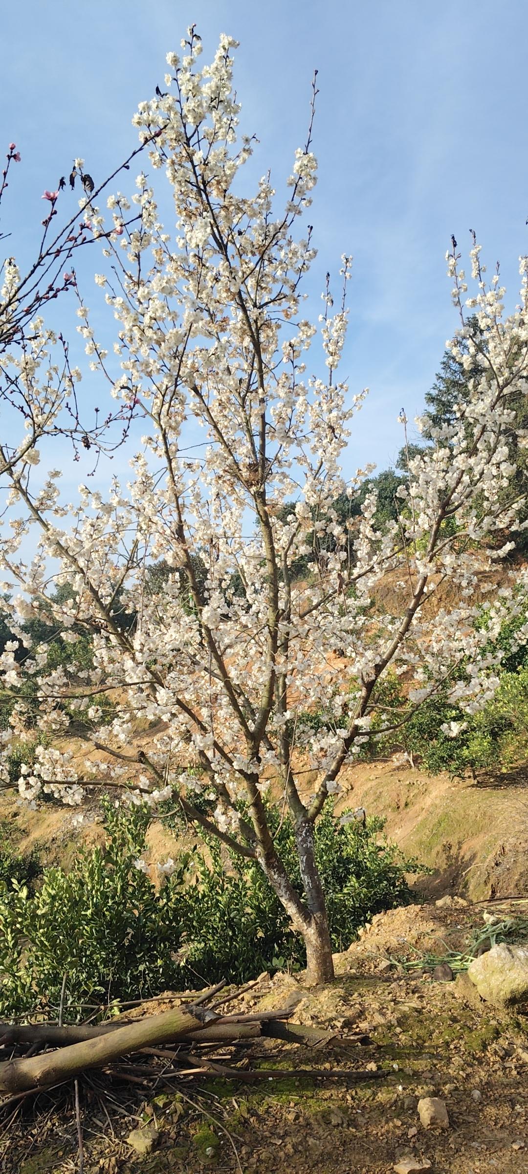 三月风软，山桃如约盛放，把早春揉成温柔的诗。我偏爱去山野与湖畔，赴这场粉白之约。