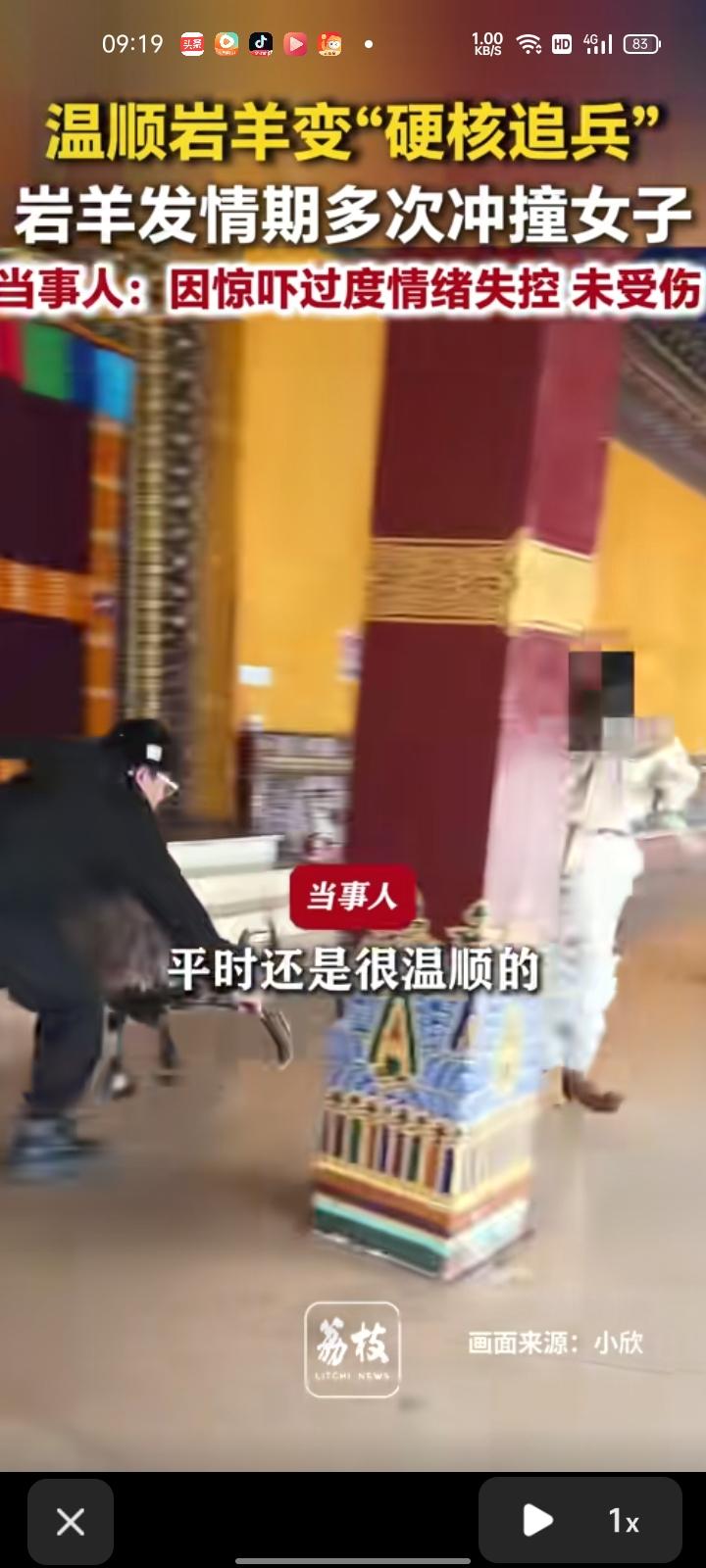 6月9日，甘孜州康定市。女子在木雅大寺游玩时，遇到一头处于发情期的多次冲撞，所幸