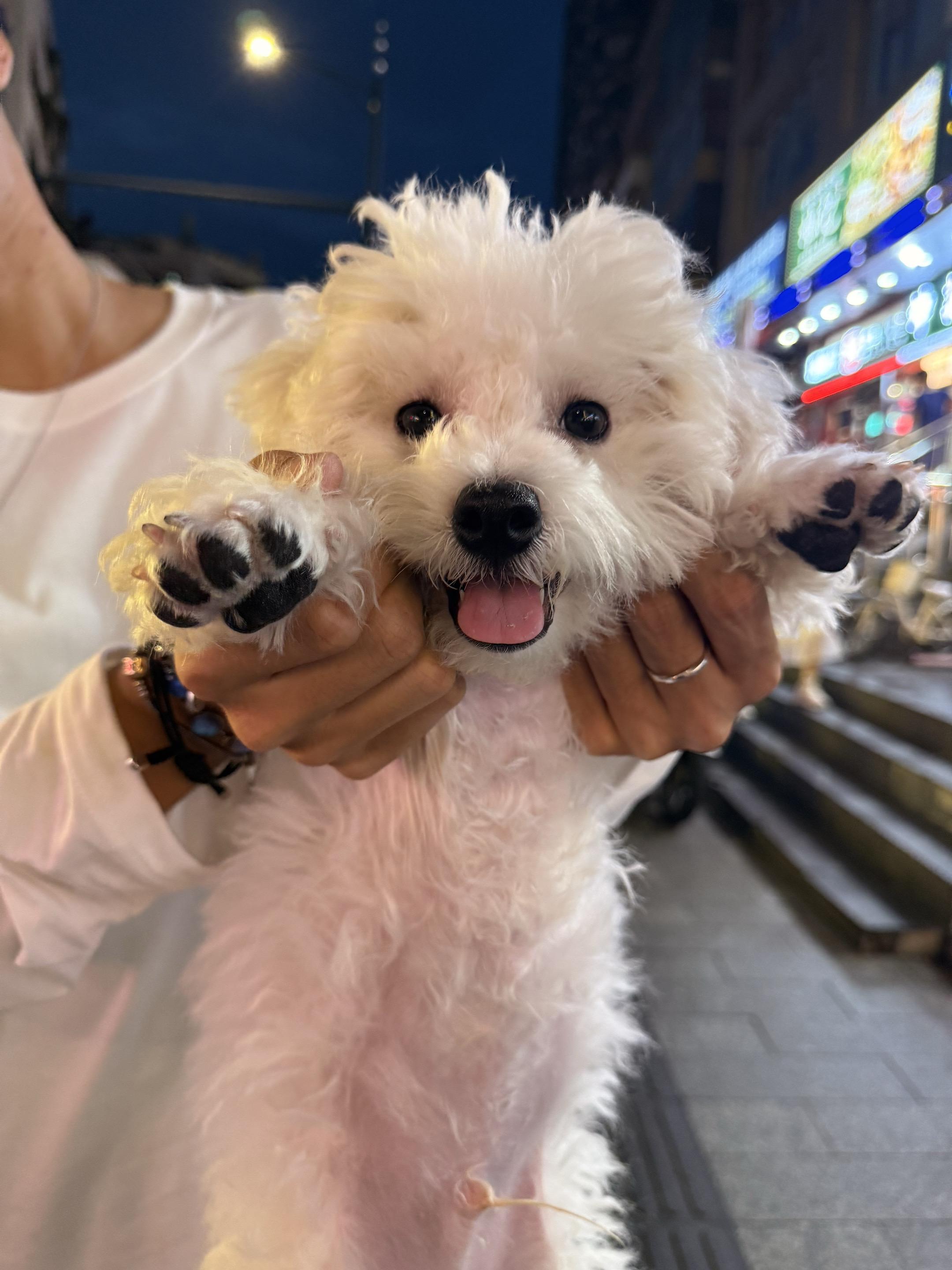 大家好呀 我叫安安！ 很高兴认识大家🤪