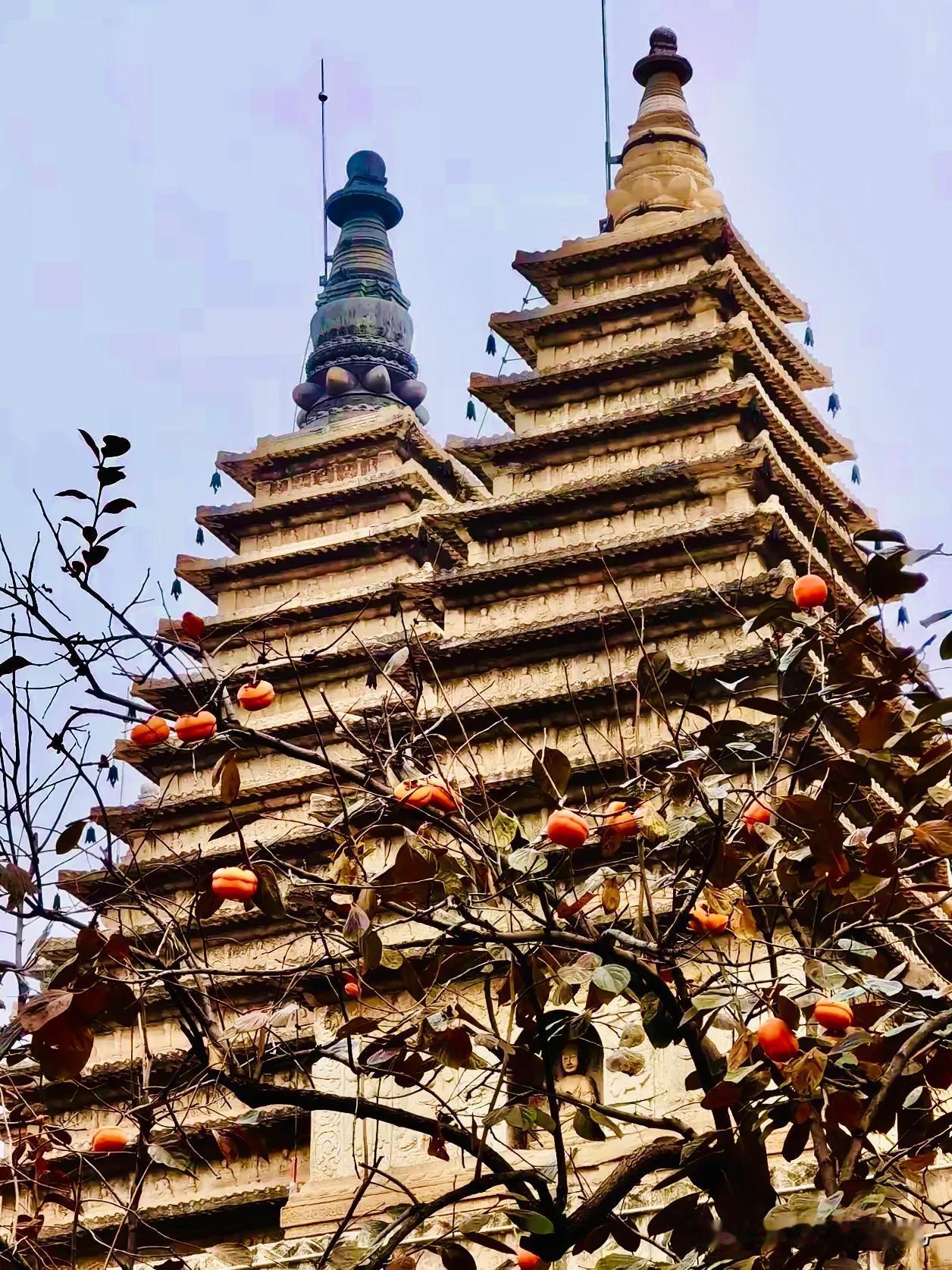 
莫名其妙的就喜欢上了北京的柿子，它有别于平时我看到的柿子，长得有点可爱，个头很