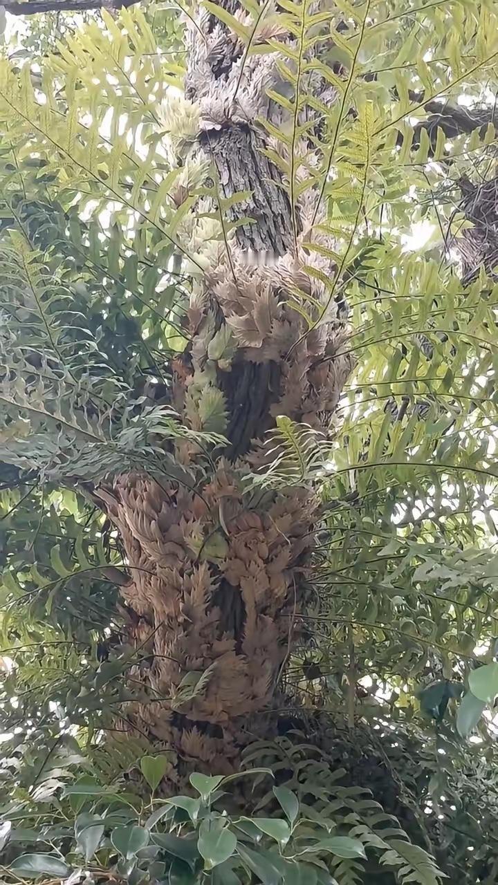 今天在公园看到一棵大树，树干上密密麻麻长了一层东西，褐色的像鳞片一样，上面还冒出