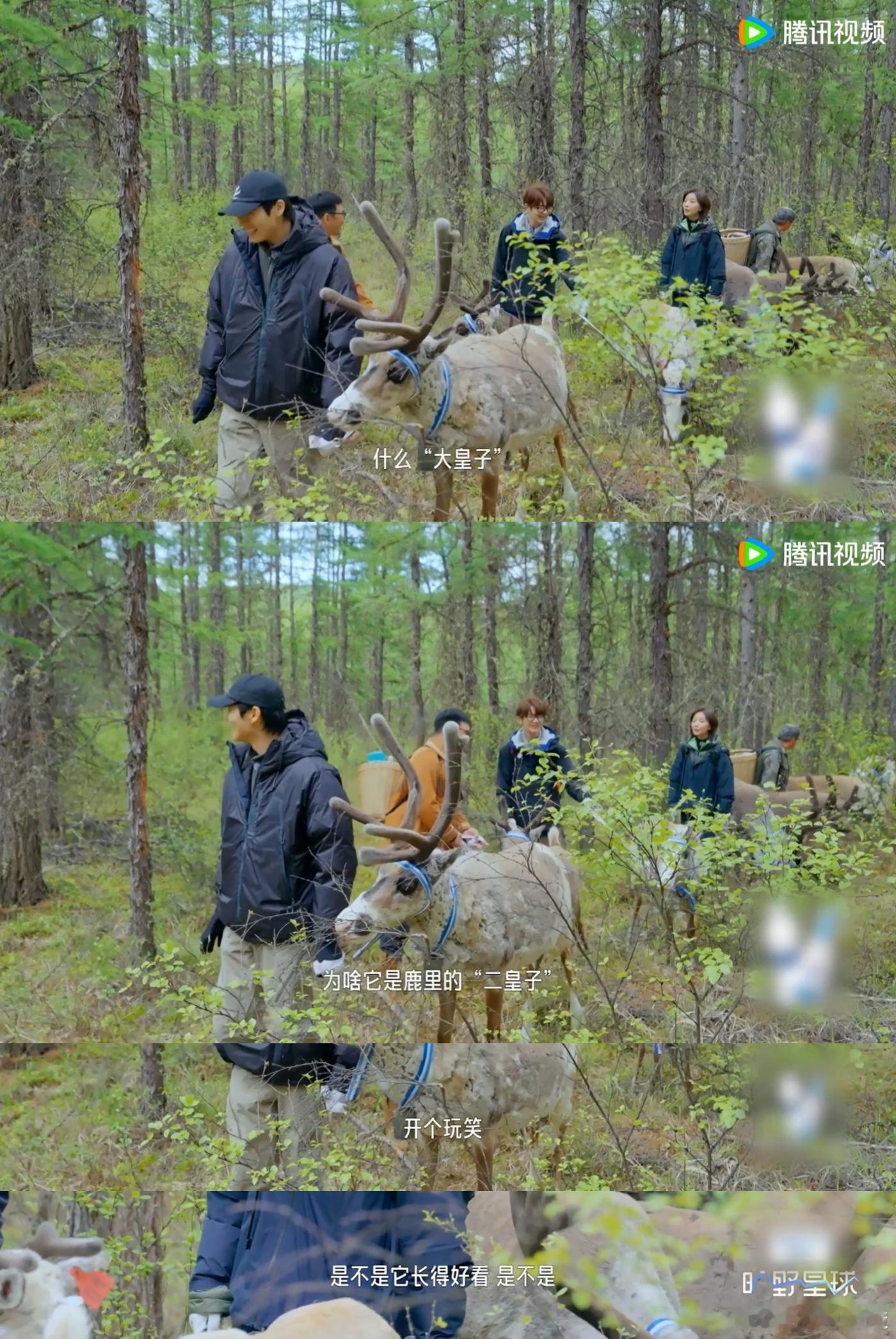 刘端端离了庆国再遇二皇子 驯鹿叫二皇子！刘端端给魏大勋展示，笑到停不下来好可爱​