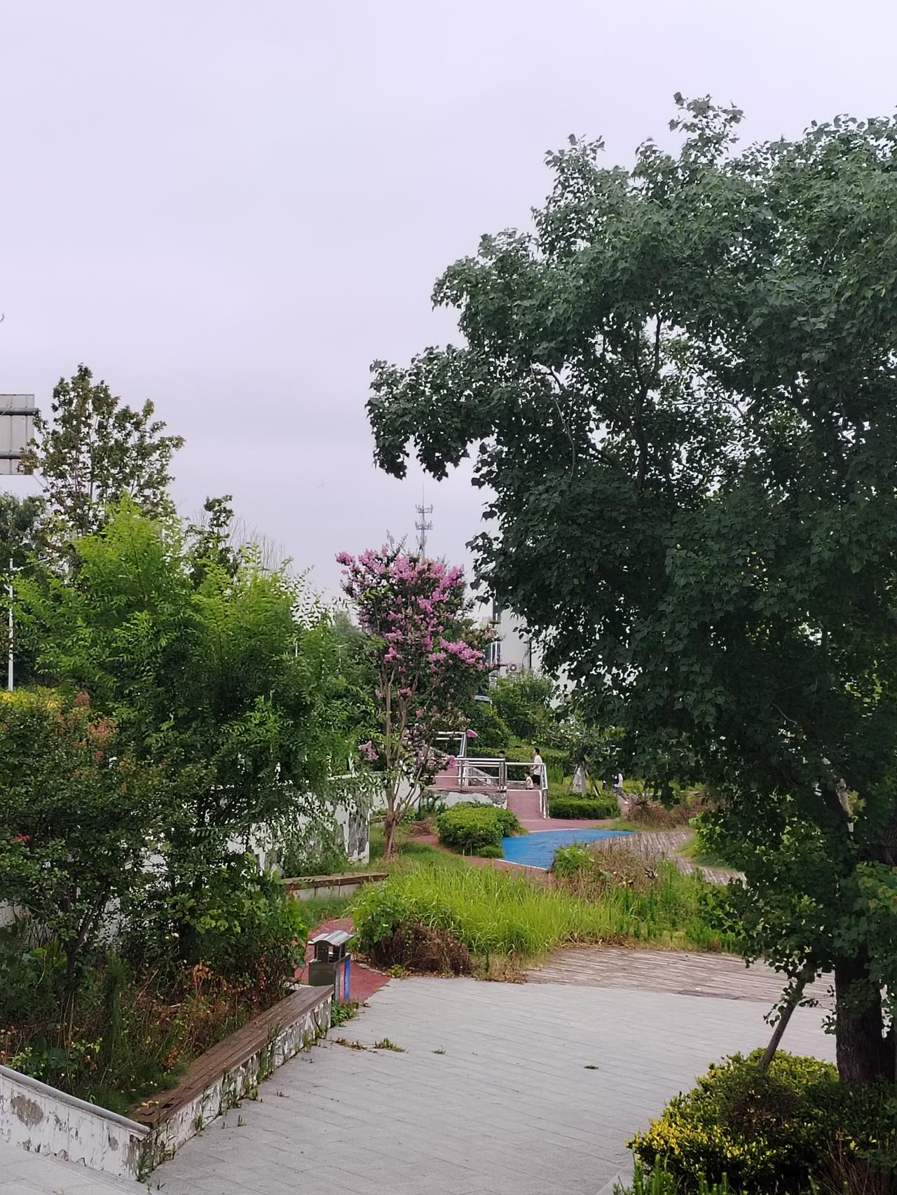昨天晚上去沙颍河滨河公园沈丘段，看到颍河岸边的美景，拿起手机随手拍下七月的风景，