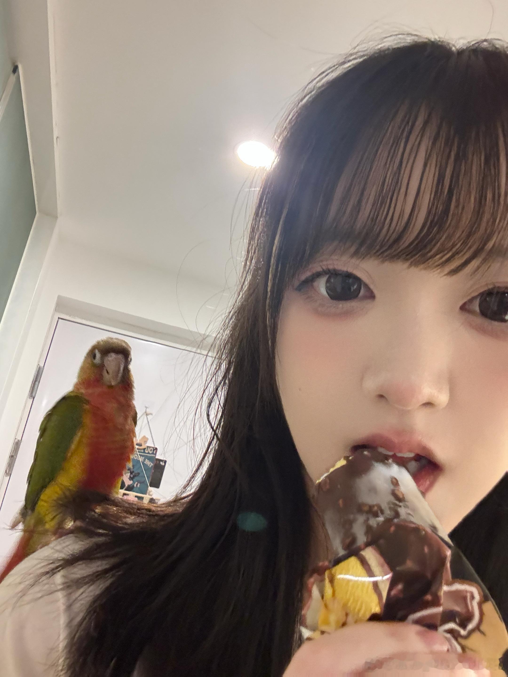 小鸡不可以吃巧克力！ 