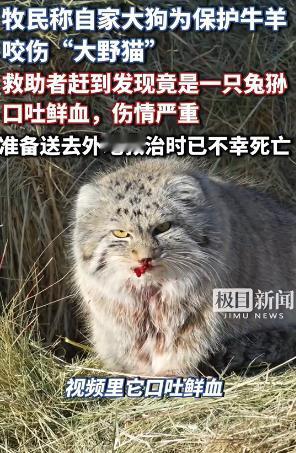 “太可怜了！”近日，内蒙古一只大狗为保护牛羊，咬伤“大野猫”，牧主也没当回事，结