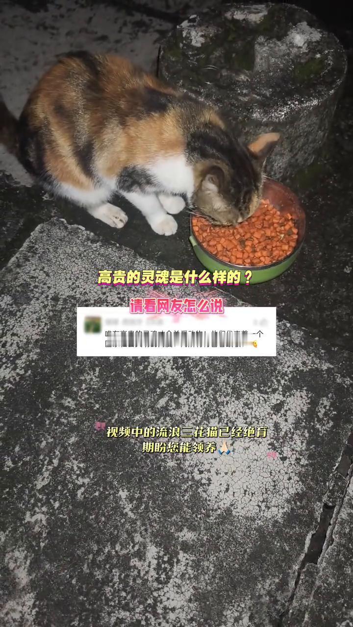 高贵的灵魂是什么样的？请看网友怎么说。
唯有高贵的灵魂才会关爱动物，它们代表着一