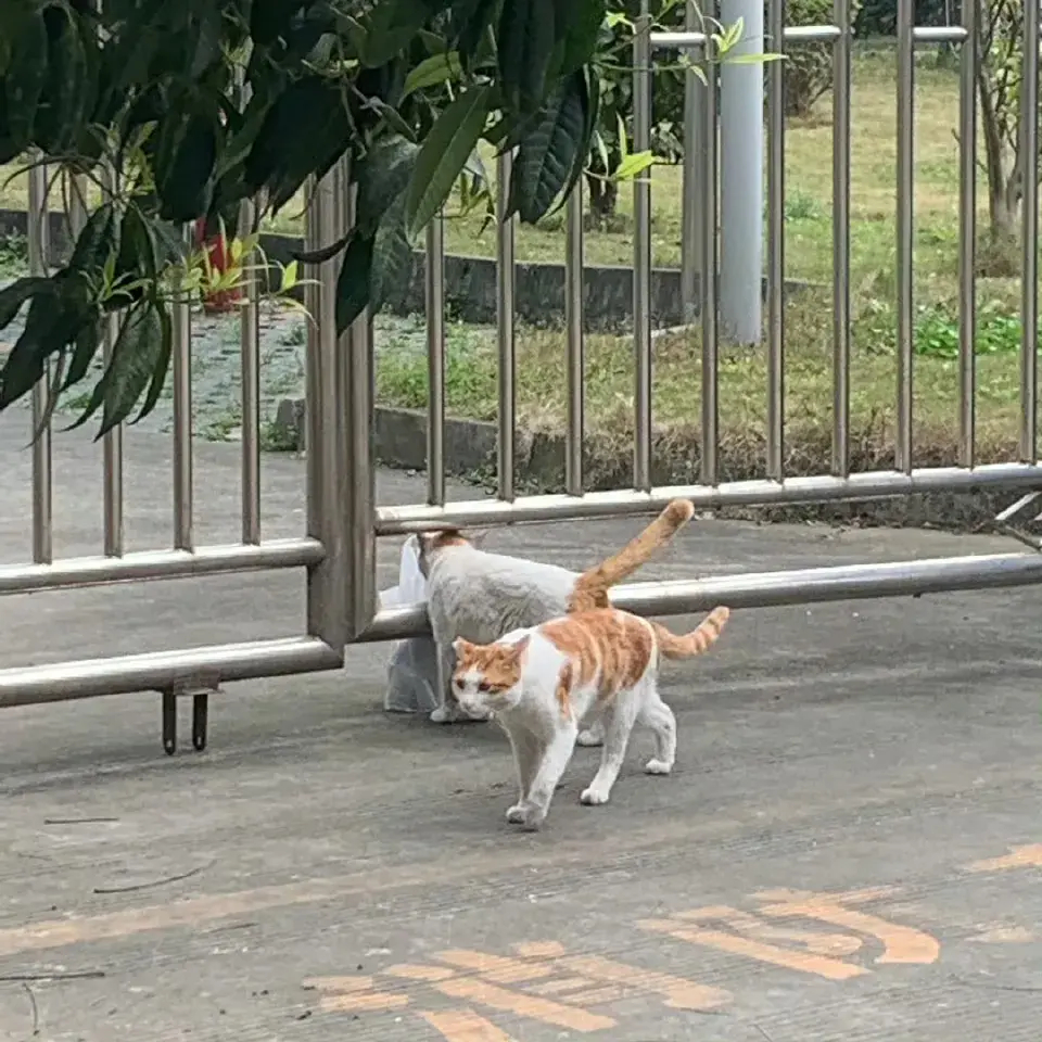 让你偷吃外卖，吃成一辆喵了吧[奸笑]#猫咪# ​​​