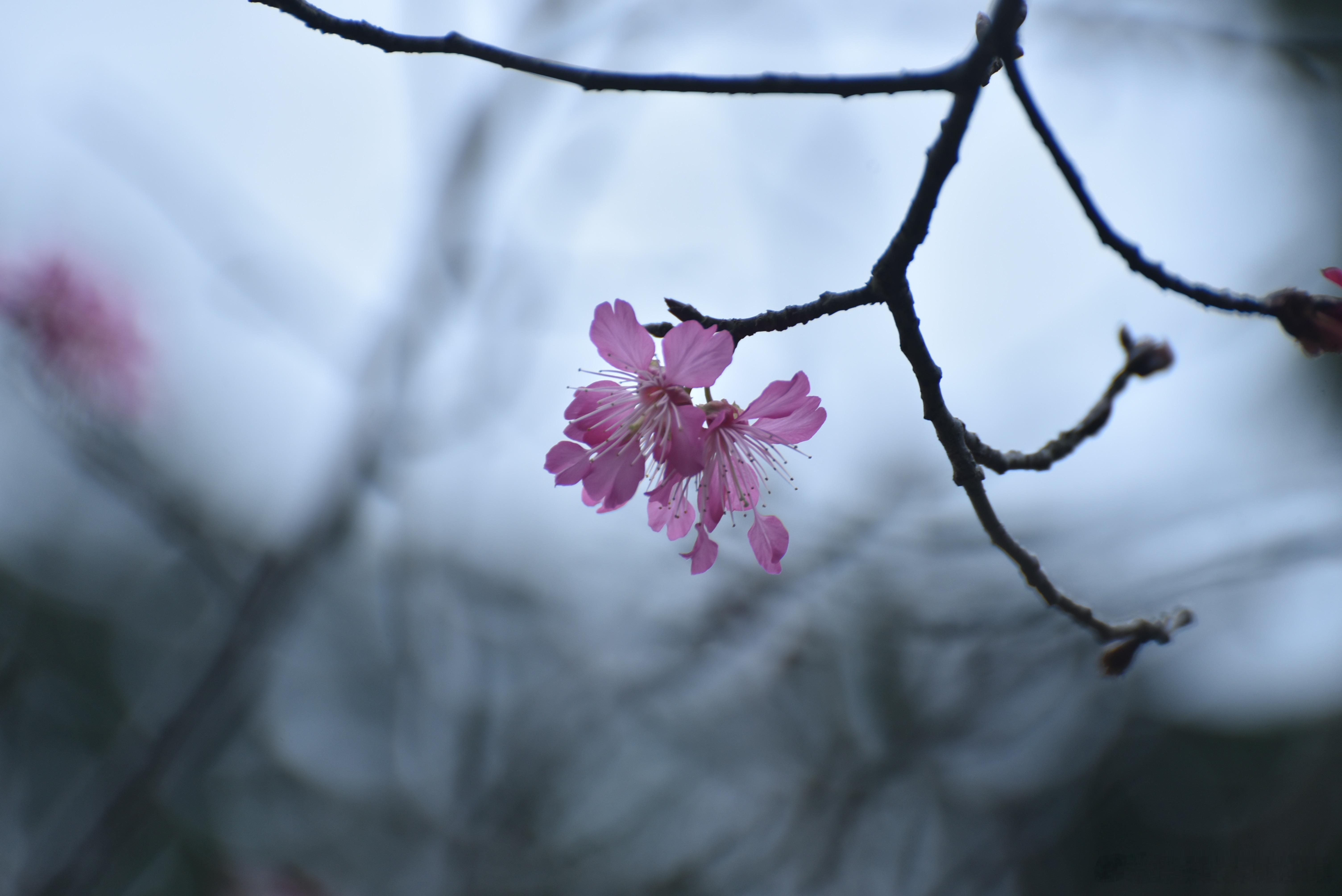 国家地理[超话]  水墨画般的钟花樱桃花 