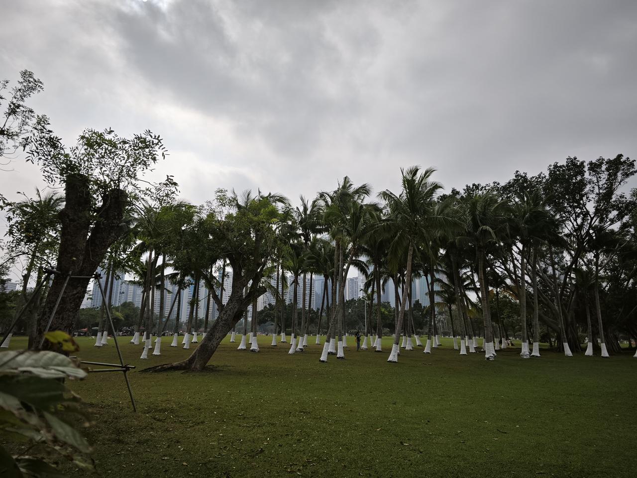 手机随手拍原创图片阴云下的椰林草地，城市高楼在绿意后若隐若现，风里裹着南国独有的