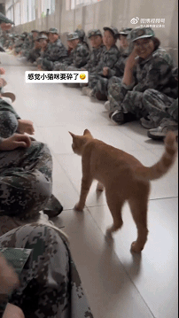 唐僧到了女儿国就这样 宠物卖萌中心 ​​​