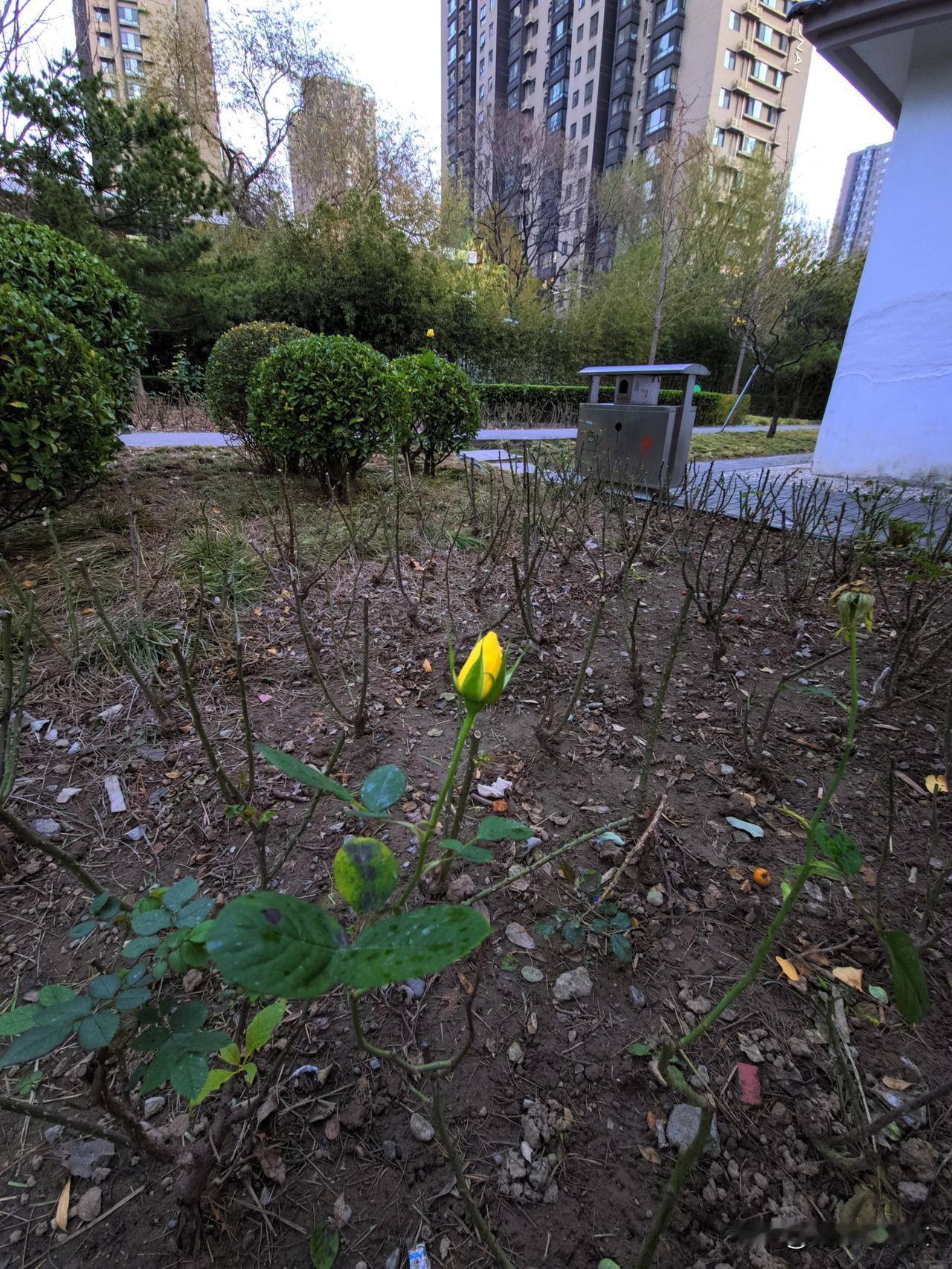 冬天到了，就剩一朵花了
