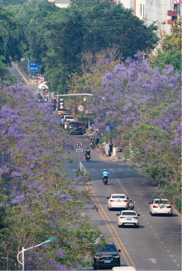 蓝花楹盛开的季节