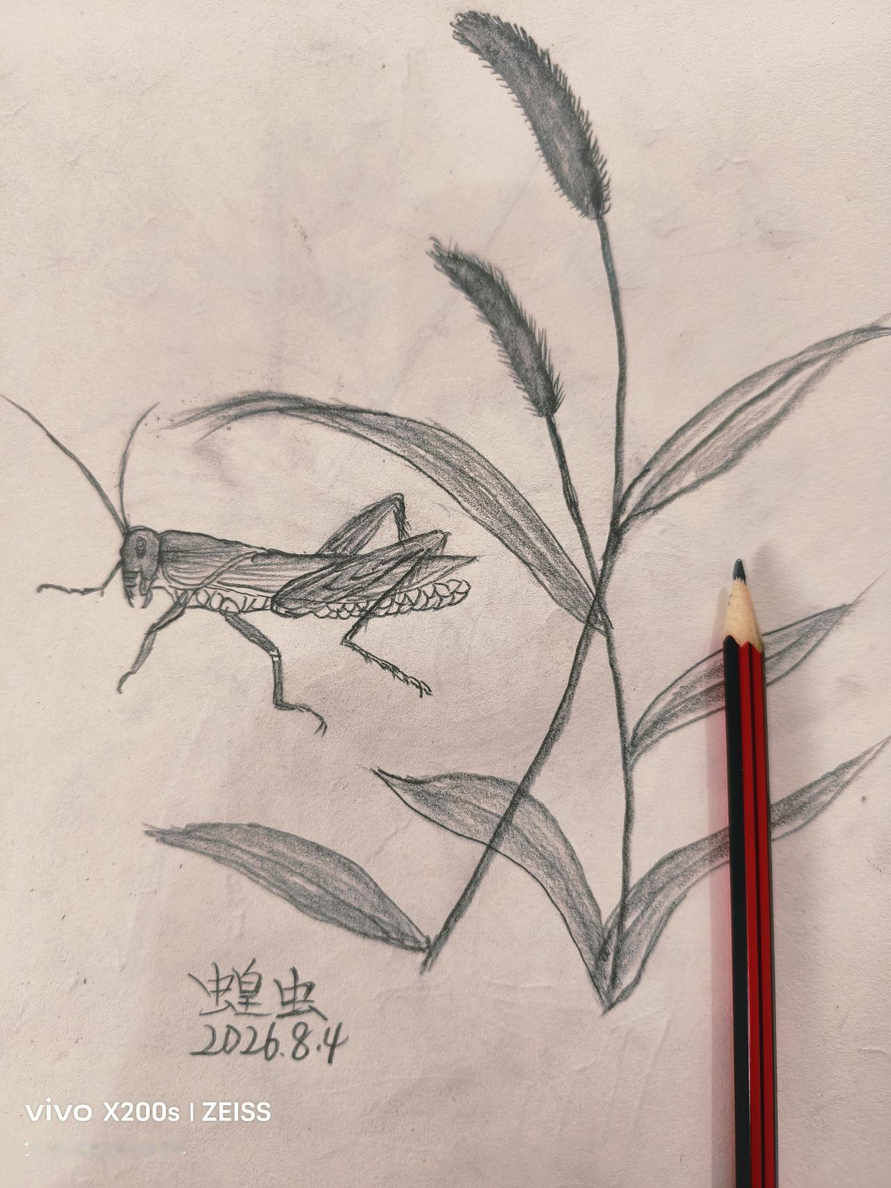 晒图笔记大赛小草与蝗虫：这几天家乡又是高温，为静下心来在家避暑，便开始学起了用铅
