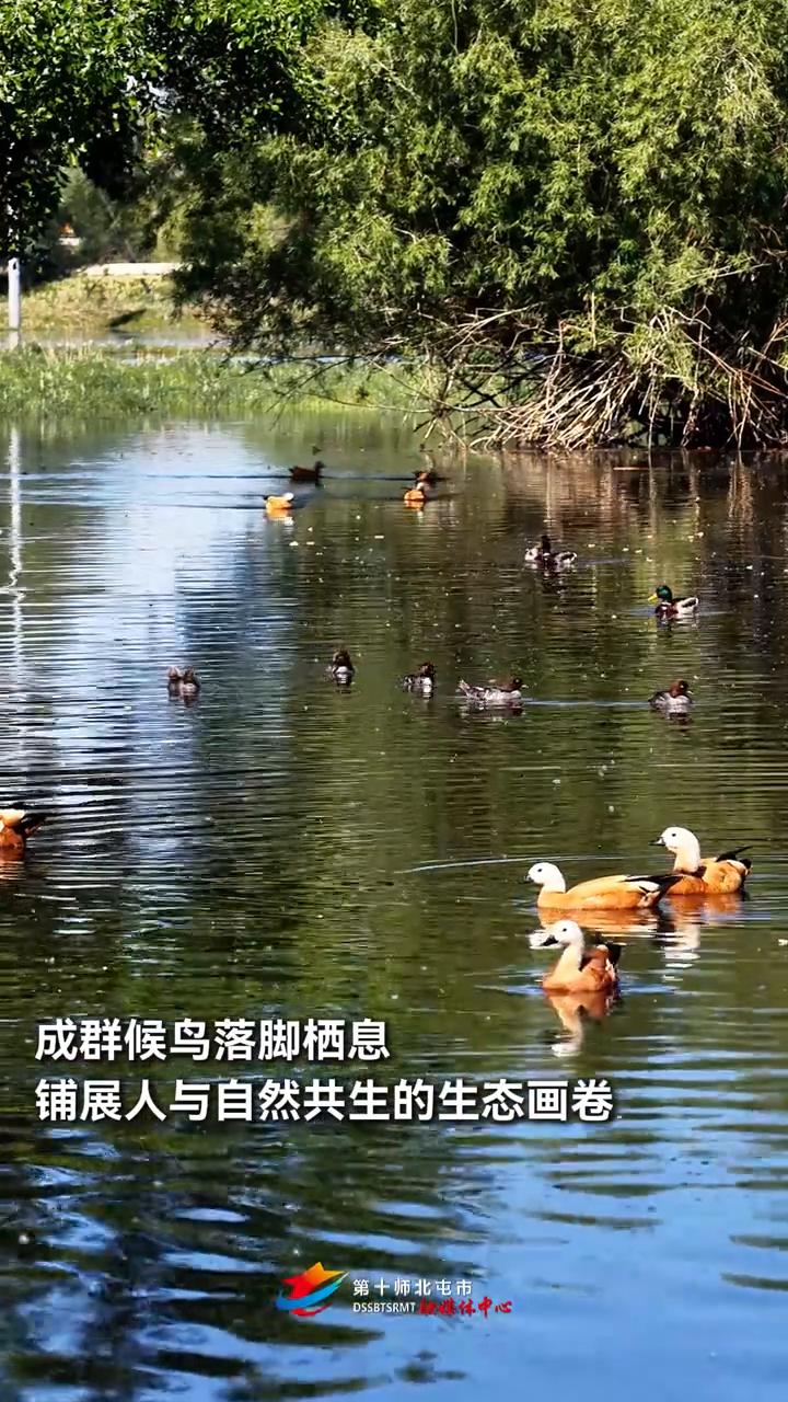 盛夏时节，十师北屯市额尔齐斯河段草木葱茏，碧水涟漪，成群候鸟落脚栖息，铺展人与自