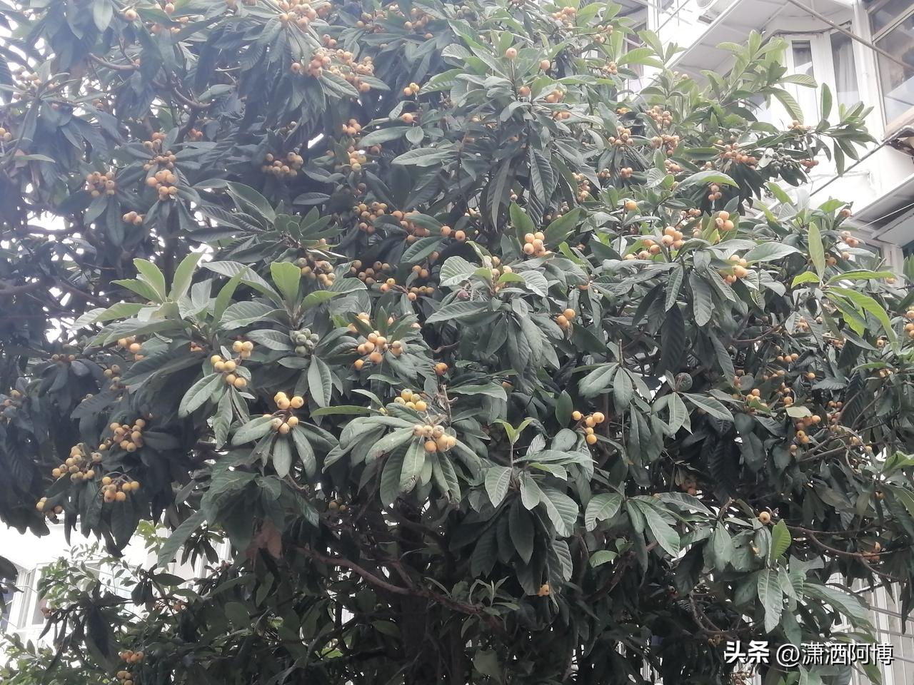 诚信是立身之本、立人之根。失去了诚信就像无根的花、无皮的树。其结果只能是枯萎。