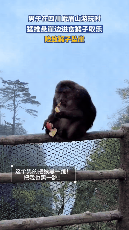 峨眉山游客恶意推搡进食猴子，险致其坠崖！
 
在四川峨眉山雷洞坪景区，一只藏酋猴