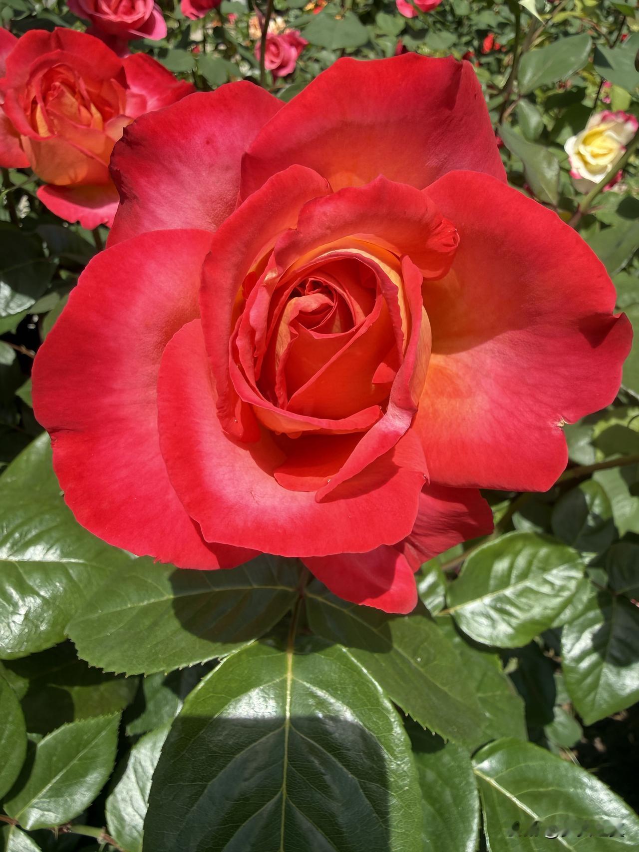 【小对联】
上：……？
下：长沙。