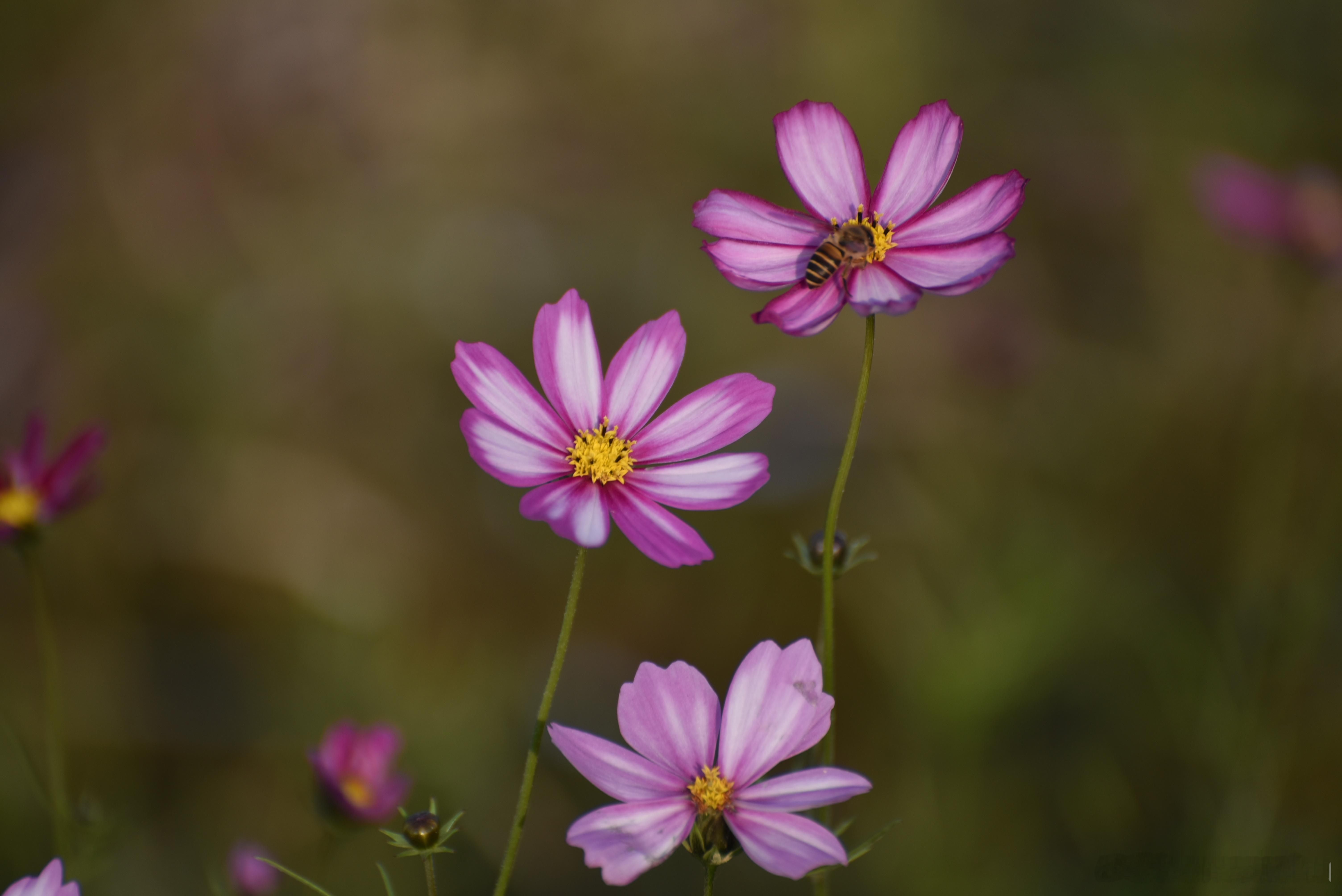 摄影人   你好生活  我拍的春暖花开  春天的浪漫是花花给的  花草世界[超话