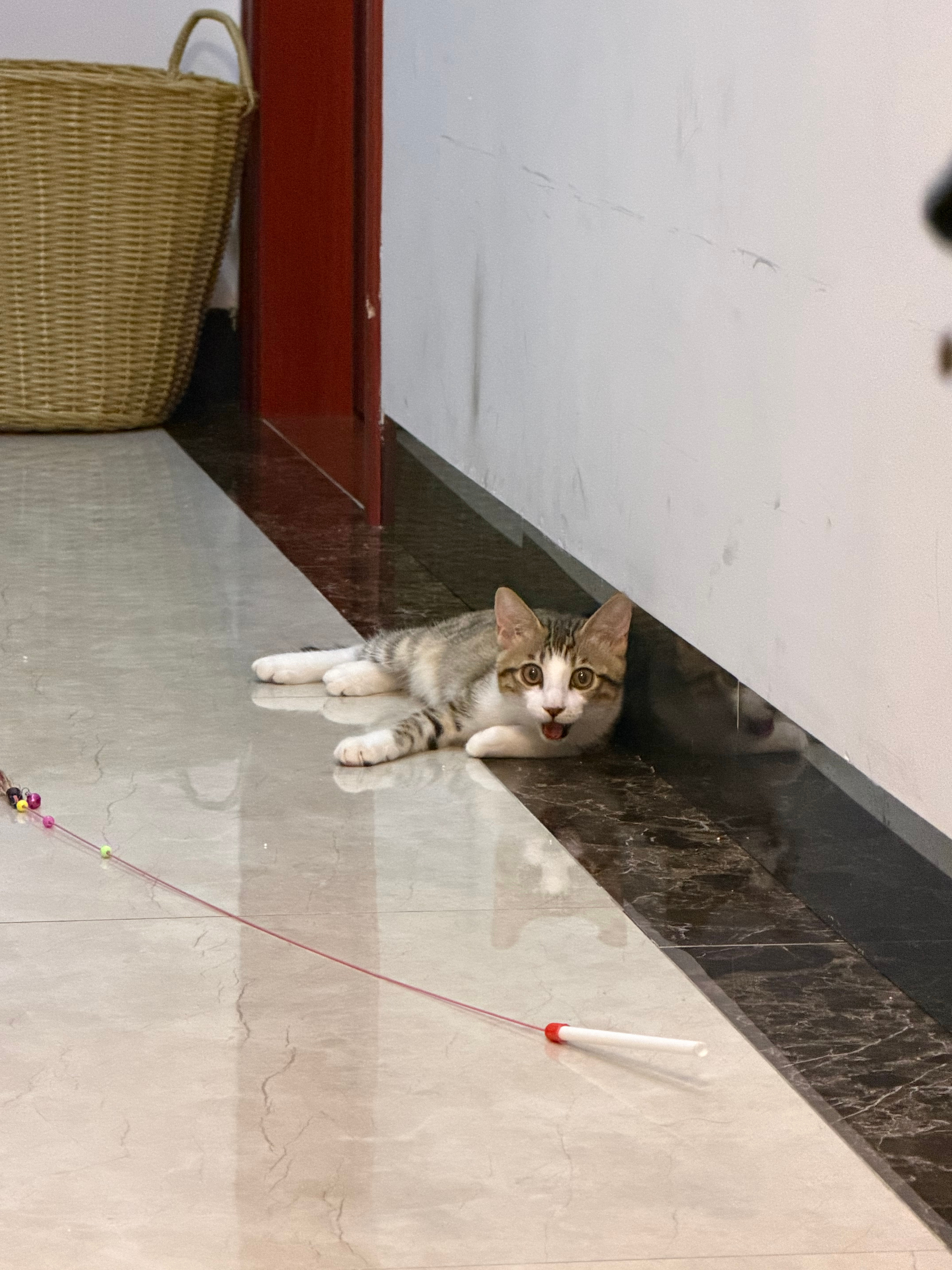 叫叫可以自己玩逗猫棒跑十几分钟，然后累到趴在地上喘气才肯罢休每天晚上在房间里睡觉