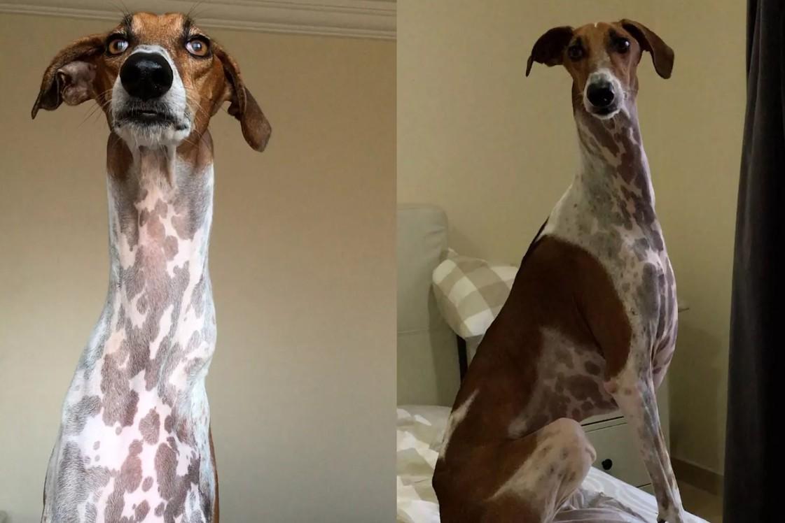 国外一只名叫布迪（Brodie）的阿札瓦克犬，年幼时发生一场严重车祸，导致必须切