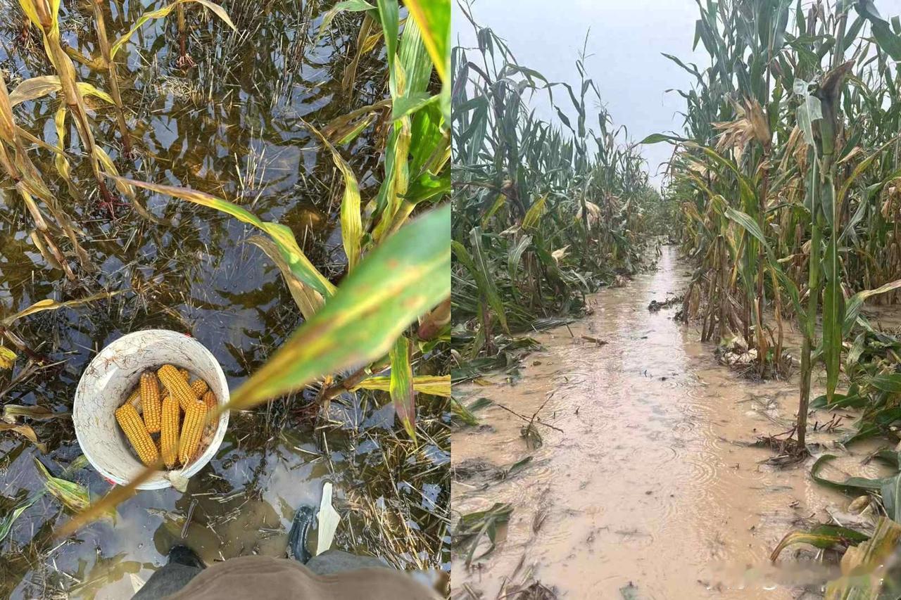 河南玉米收获季遇持续阴雨：有大学生被父母急召回家抢收，烘干机24小时不停抢烘！
