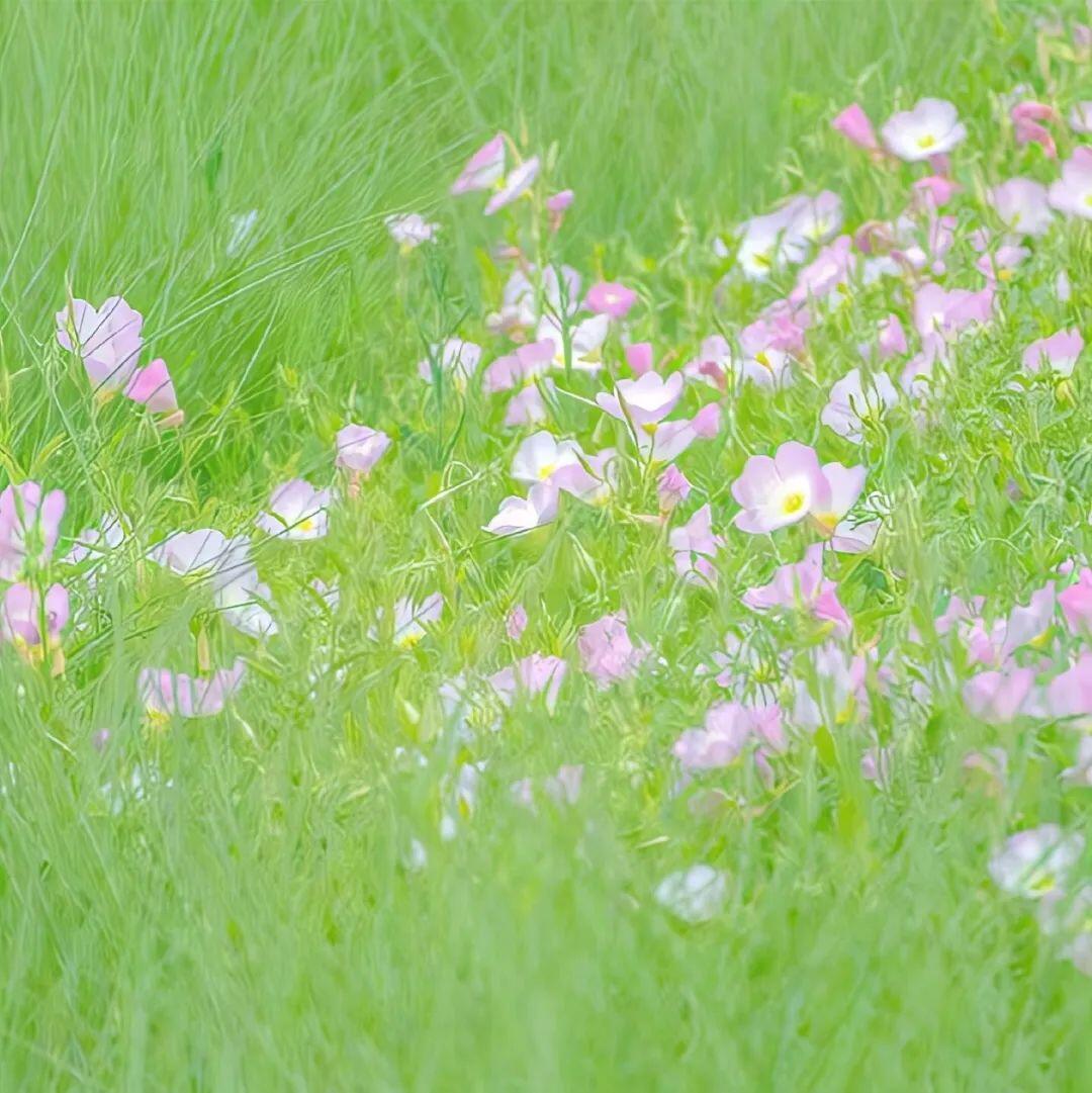 𝙒𝙚𝘾𝙝𝙖𝙩｜背景图｜审美积累｜视觉随笔｜夏日叙事｜情绪留白｜松弛氛