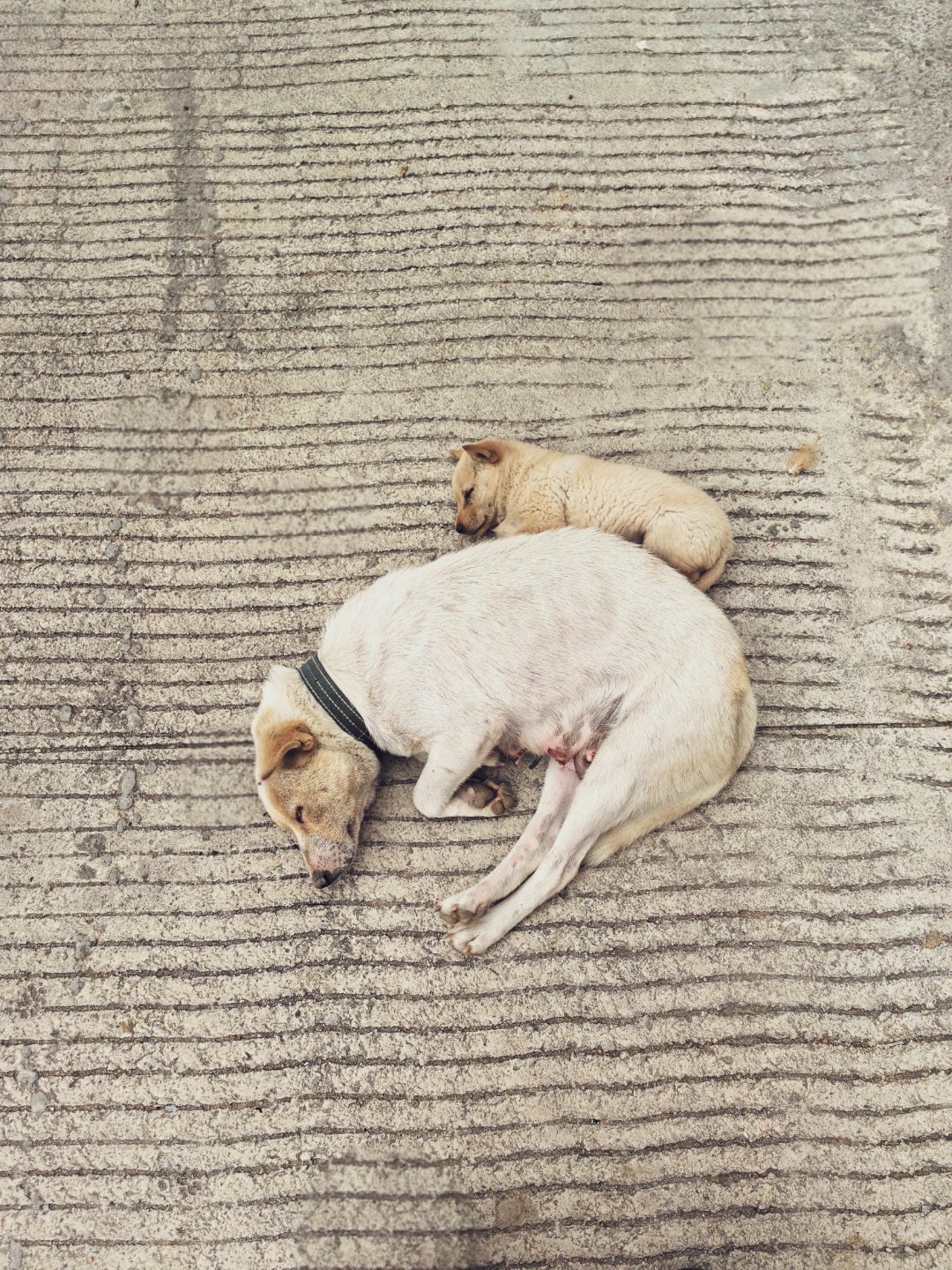 被它们萌了一下下🐕 