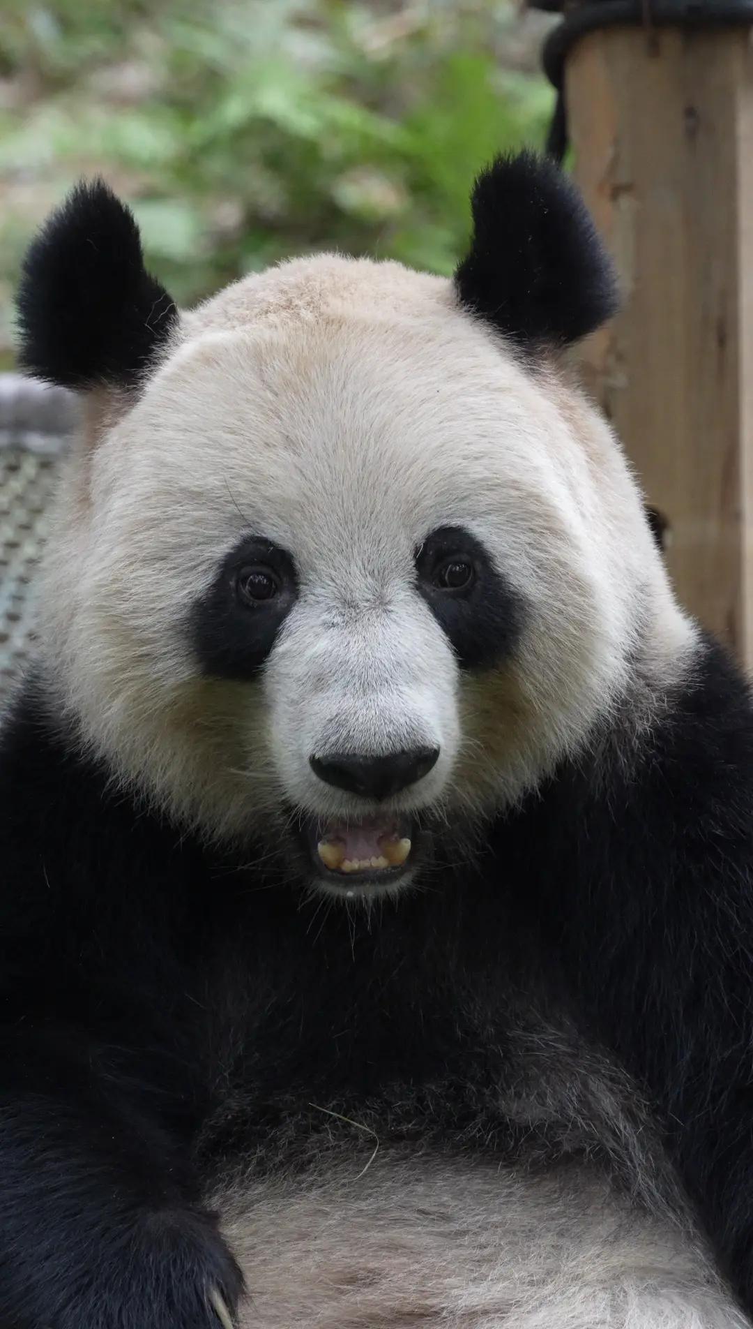 悦悦震惊三连。p4，悦，脷苔好白，要饮凉茶了。