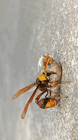 有人说不讲武德，

   这大黄蜂劫财又劫色，

   最后还把尸体搬回家喂孩子