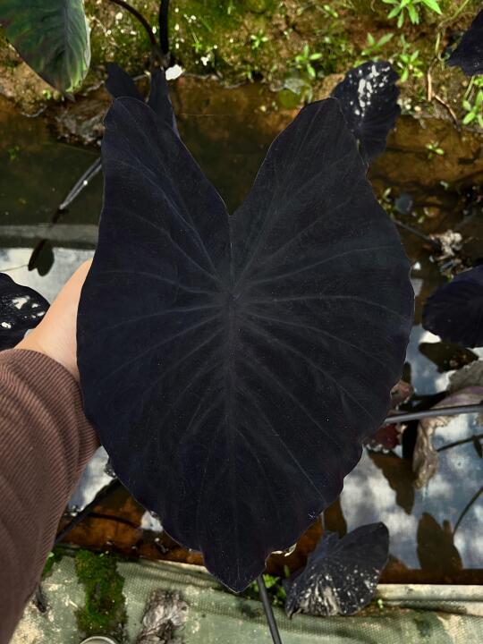 半水生类大型象耳海芋