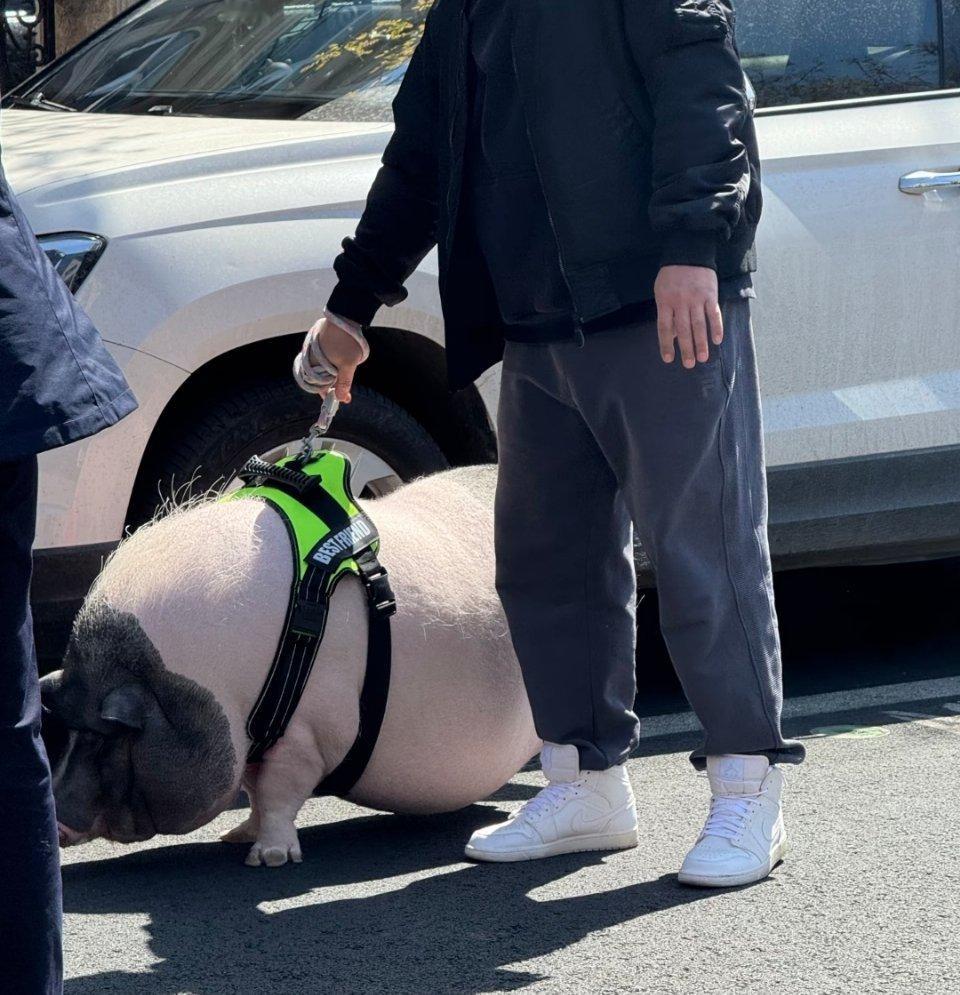 萌宠 这是谁家出门赏花的显眼包 