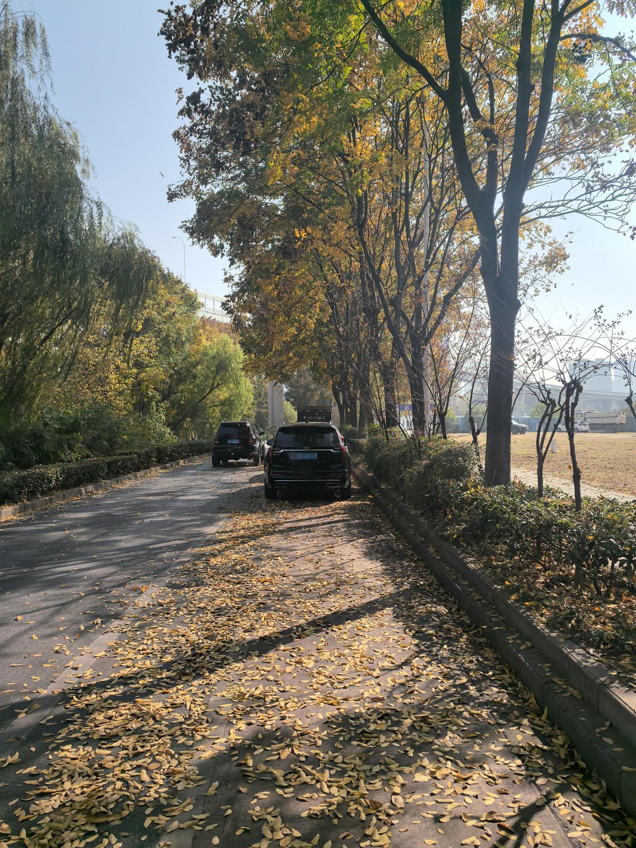 冬日生活打卡季秋风扫落叶！