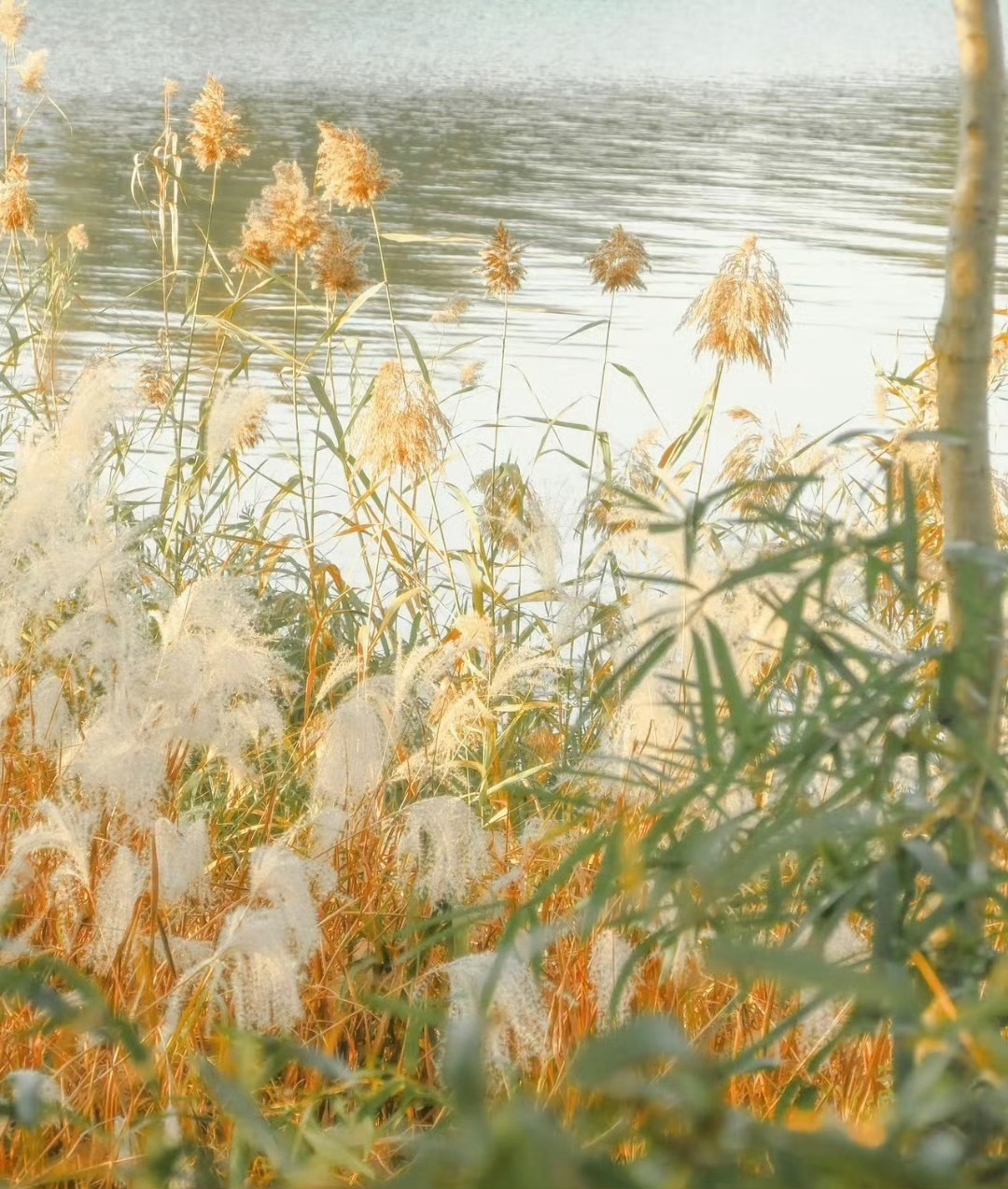 “  秋风习习，芦苇轻摇 ...  ” ​​​