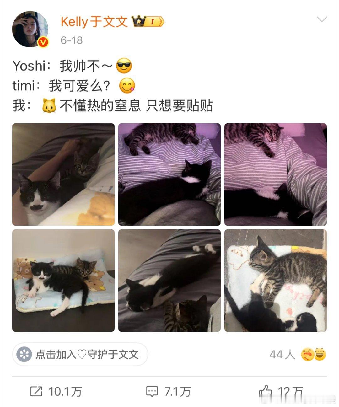 于文文好一个猫宝女于文文真的好喜欢猫咪啊🐈除开平常日常会分享自己与猫咪的日常生