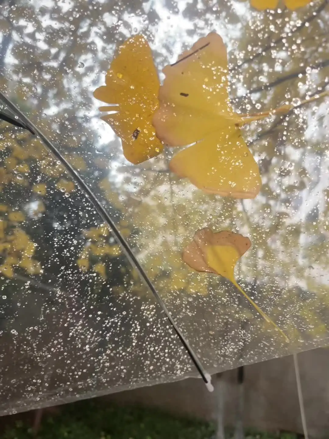 可是亲爱的 我时而也会有雨天