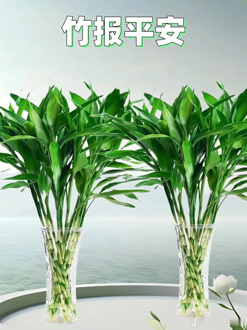 [心][心][心]富贵竹的种植方法：[心]摘叶与醒花：[心]摘叶：把富贵竹底部的